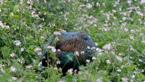 El-Pavo-Real-Verde-Es-Una-De-Las-Aves-Más-Hermosas-De-Tailandia-Y-Verlo-Acicalarse-En-Medio-De-Las-Plantas-Con-Flores-Es-Una-Experiencia-Fantástica-Para-Recordar