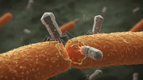 detailed visualization of bacteriophages interacting with bacterial cells, showcasing viral attachment and action on bacteria in a molecular environment
