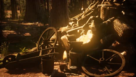 preparation of firewood for the winter in forest at sunset