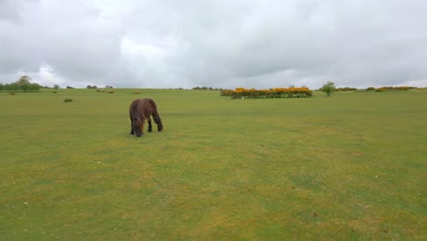 Braunes-Pferd,-Das-Auf-Einer-Wiese-Frisst