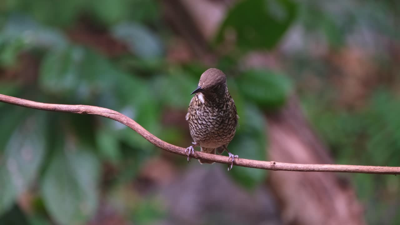 mirando a su alrededor mientras se encuentra en una vid, el tordo de roca de garganta blanca monticola gularis, tailandia