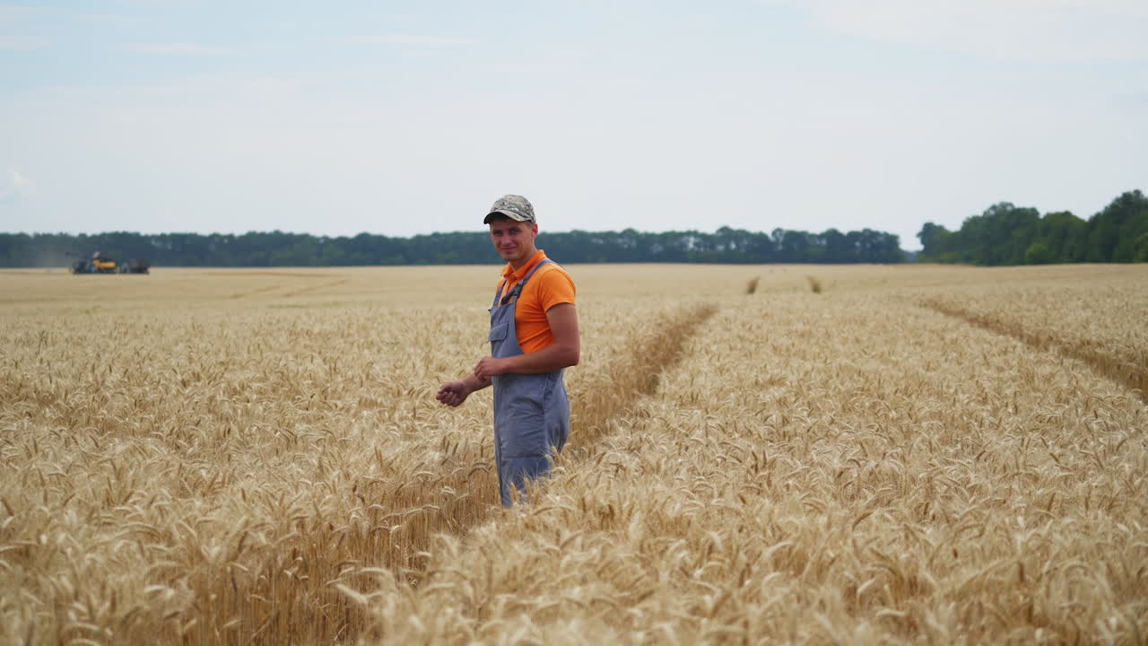 Farmer observing harvesting process. Combine works in field. Dry wheat and rural landscape.