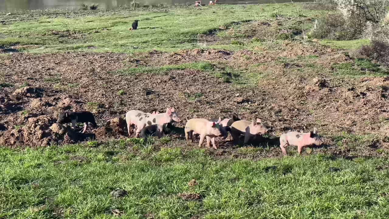 A group of piglets running wild on a farm as they are feeding at golden hour.