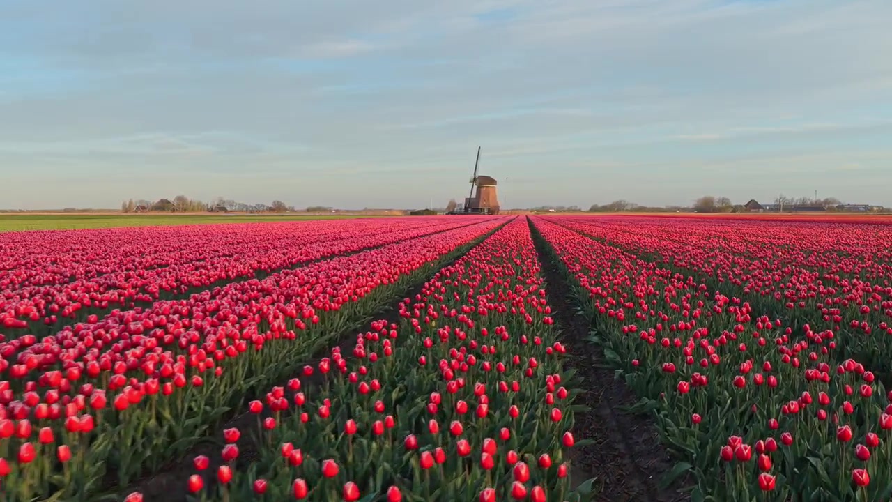 Vasto campo di tulipani rossi vibranti che sbocciano in lunghe file, con un classico mulino a vento olandese all'orizzonte durante una splendida ora d'oro.