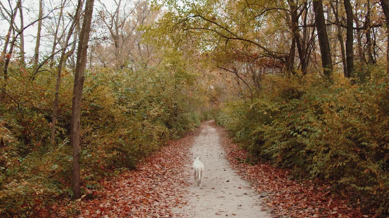mira a este adorable perro blanco dar un paseo tranquilo por un sendero pintoresco