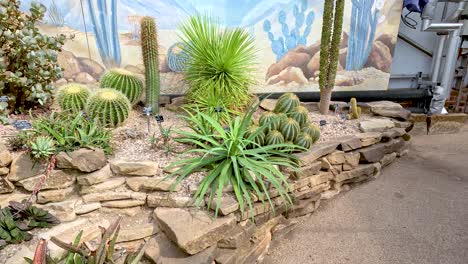 camera slowly pans right over a rock-bordered desert plant arrangement in a bright indoor botanical garden, highlighting cacti, succulents, and mural backdrop