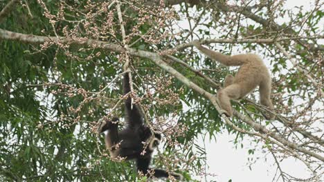 two individuals hanging and feeding the black one reaches down while the other resting on the branch while choosing fruits to eat, white-handed gibbon hylobates lar , thailand