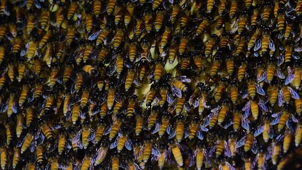 se sabe que las abejas melíferas gigantes construyen grandes colonias de nidos con bolsillos simétricos hechos de cera para almacenar miel como fuente de alimento.