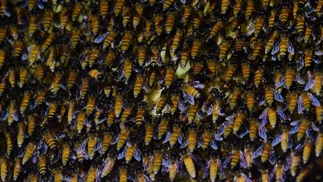 Se-Sabe-Que-Las-Abejas-Melíferas-Gigantes-Construyen-Grandes-Colonias-De-Nidos-Con-Bolsillos-Simétricos-Hechos-De-Cera-Para-Almacenar-Miel-Como-Fuente-De-Alimento.