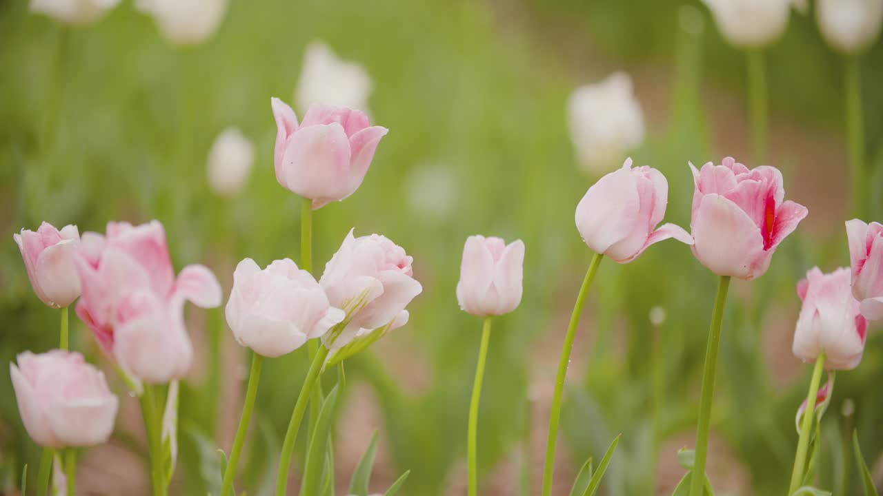 hermosos tulipanes rojos que florecen en el campo 1