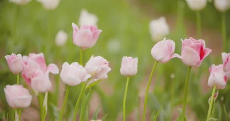 hermosos tulipanes rojos que florecen en el campo 1