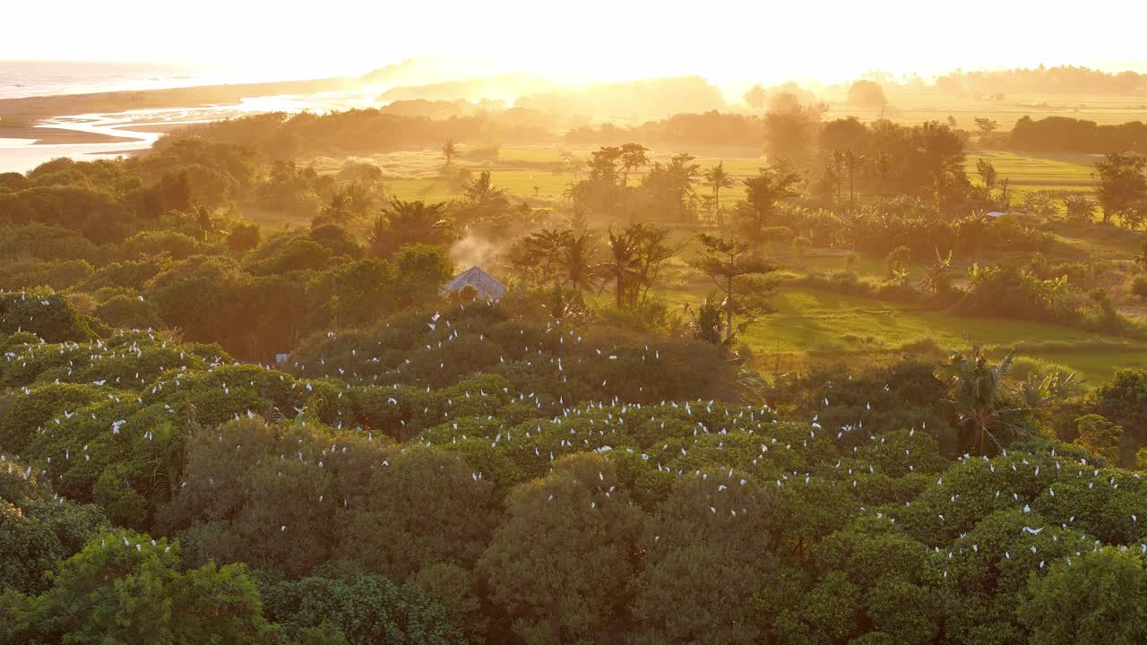 Wild view of white egrets returning to their nests in the evening on green treetops. 4K aerial drone scenery.
