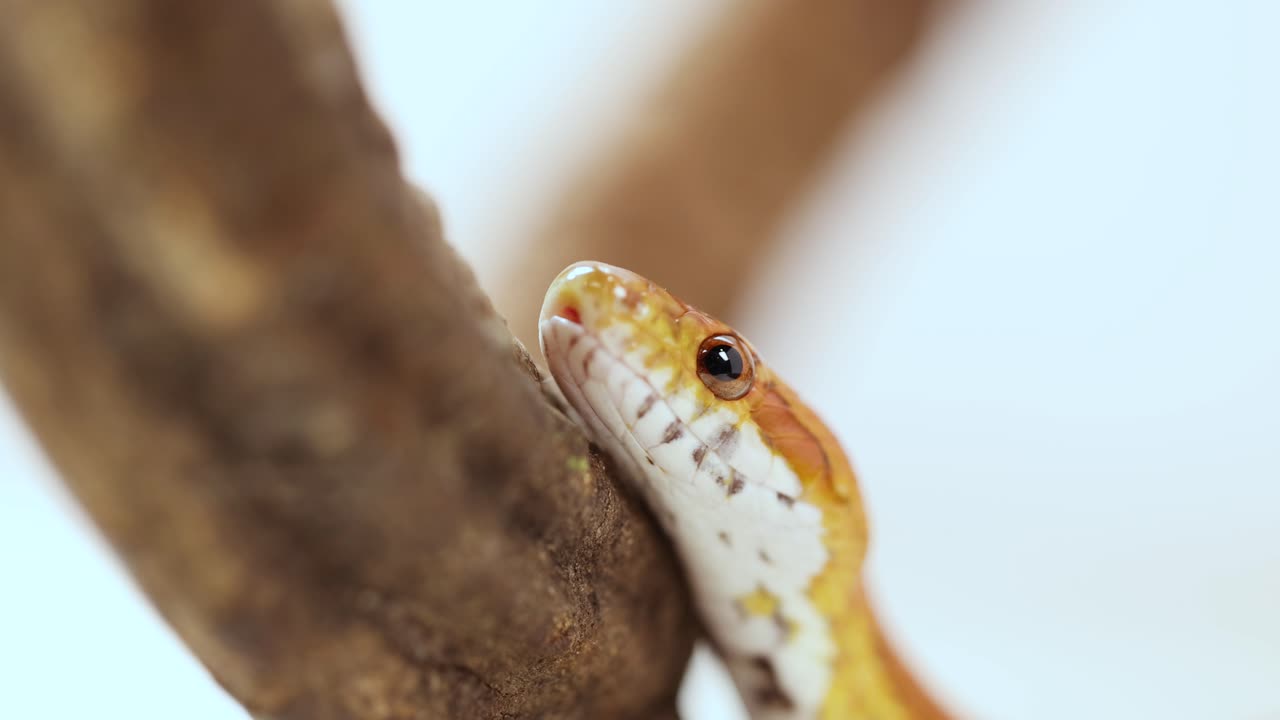 A corn snake moves along a branch in a close-up shot, showcasing its vibrant scales and natural habitat