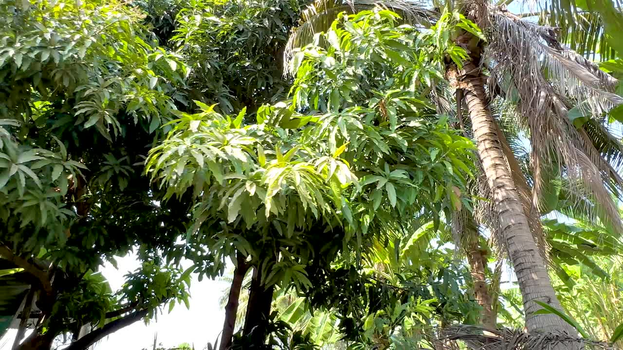 롱 라트 마요름 운하를 따라 울창한 초록색