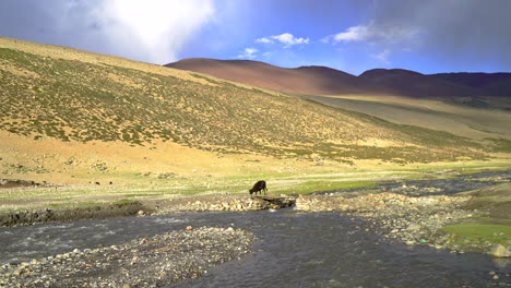 美麗的山地風景,有一隻在河邊放牧的野生動物