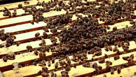 close-up of honey bee frame covered with bees