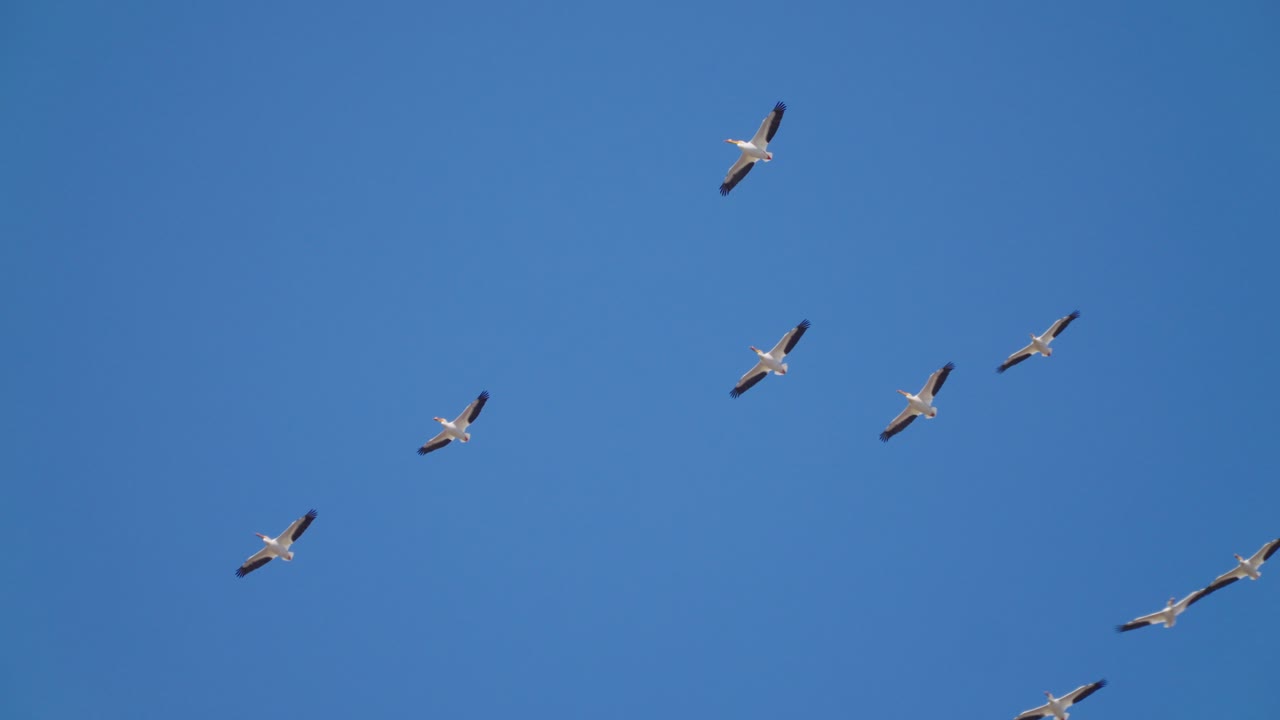 ⁇ 은 파란 하늘 아래에서 펠리칸  ⁇ 가  ⁇ 아오르고 있습니다.