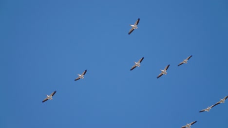 Looking-up-at-a-flock-of-pelicans-soaring-in-formation-against-a-clear-blue-sky