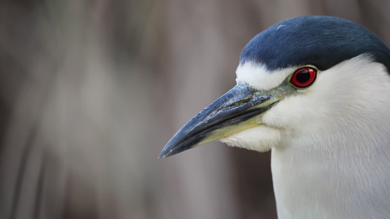 bonita garza nycticorax nycticorax en el desierto girando la cabeza en cámara lenta - macro de cerca