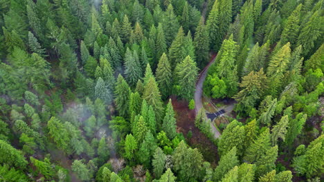 Camino-Forestal-De-Pinos-Y-Humo-Creciente,-Vista-Aérea-De-Drones