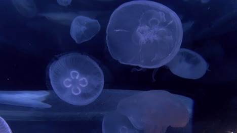 un clip corto que muestra un tanque lleno de hermosas medusas azules