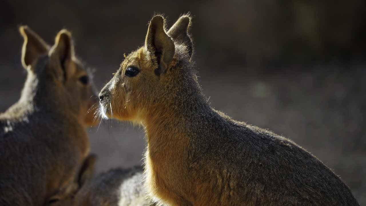 Patagonian Maras