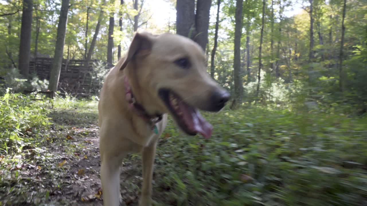 Perro caminando en el bosque