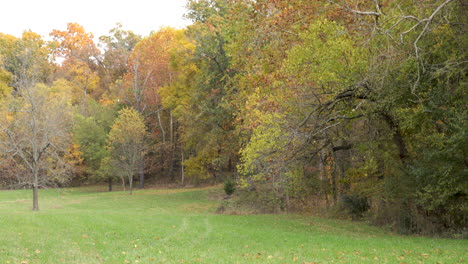 Fall-color-tree's--leaves-blowing-in-the-wind