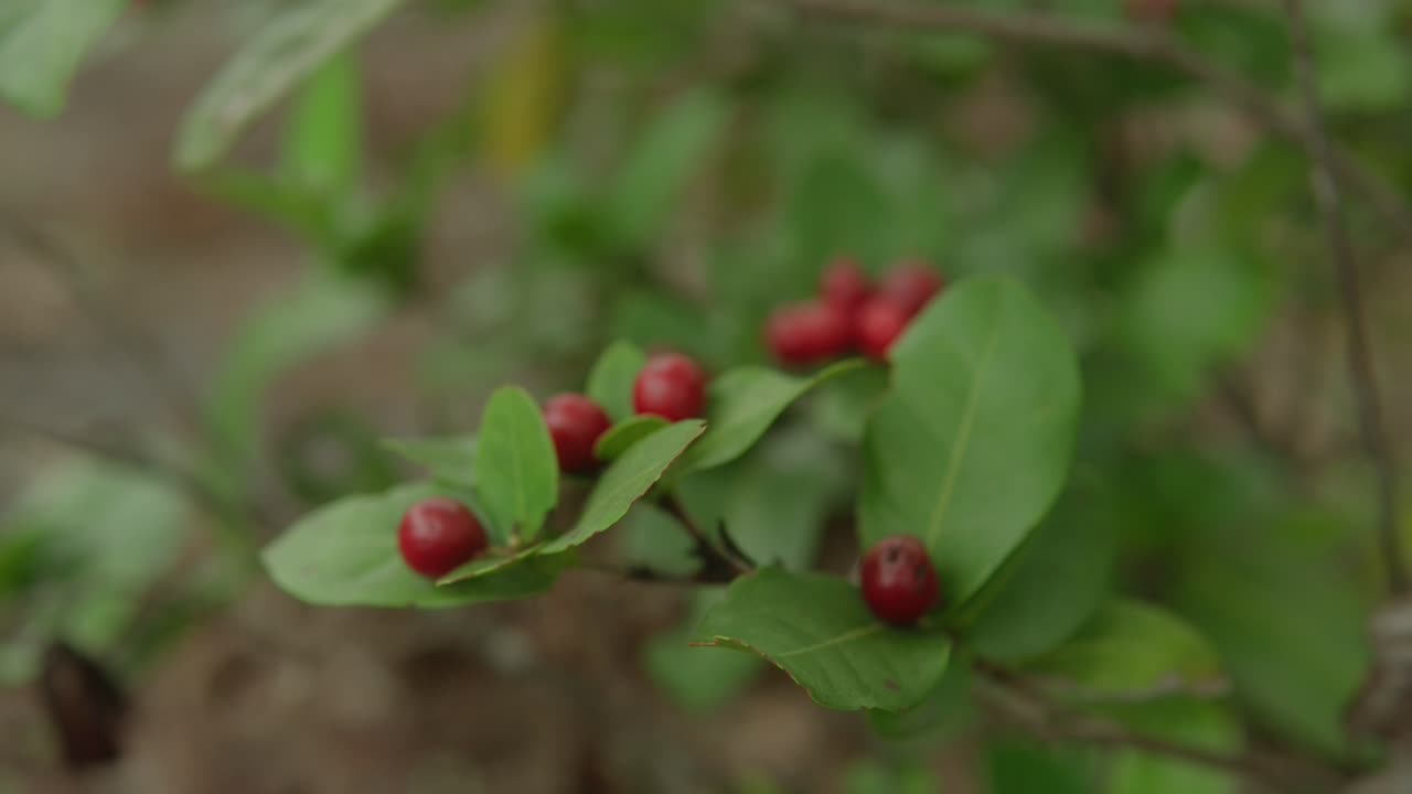 Close-up of Red Berries on a Bush