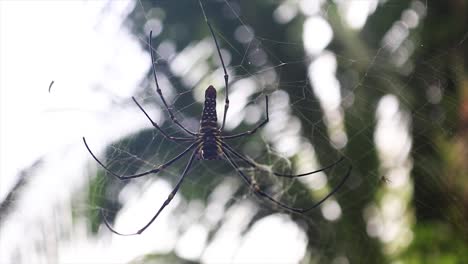 Araña-Tejedora-Orb-Descansando-Sobre-Tela-De-Seda