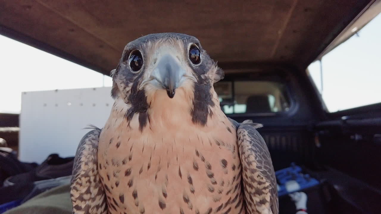 cerrar alimentando al halcón con carne cruda roja