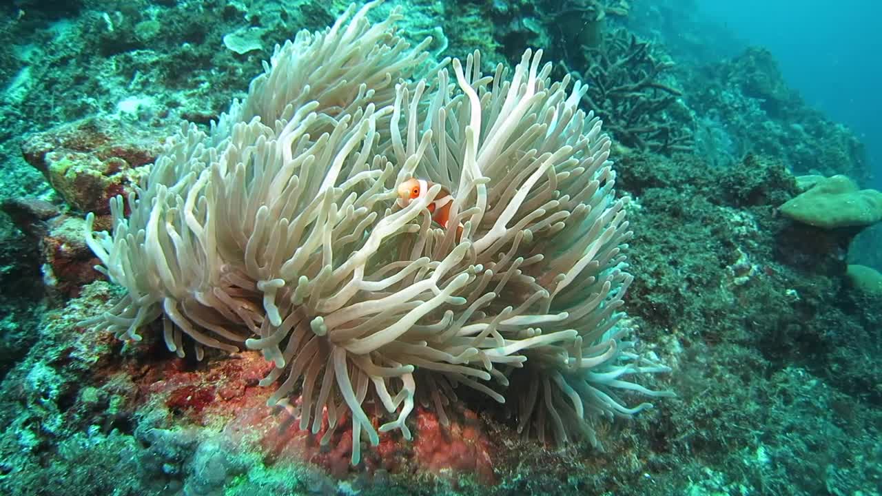 Corallo anemone e pesce pagliaccio. Nessuno