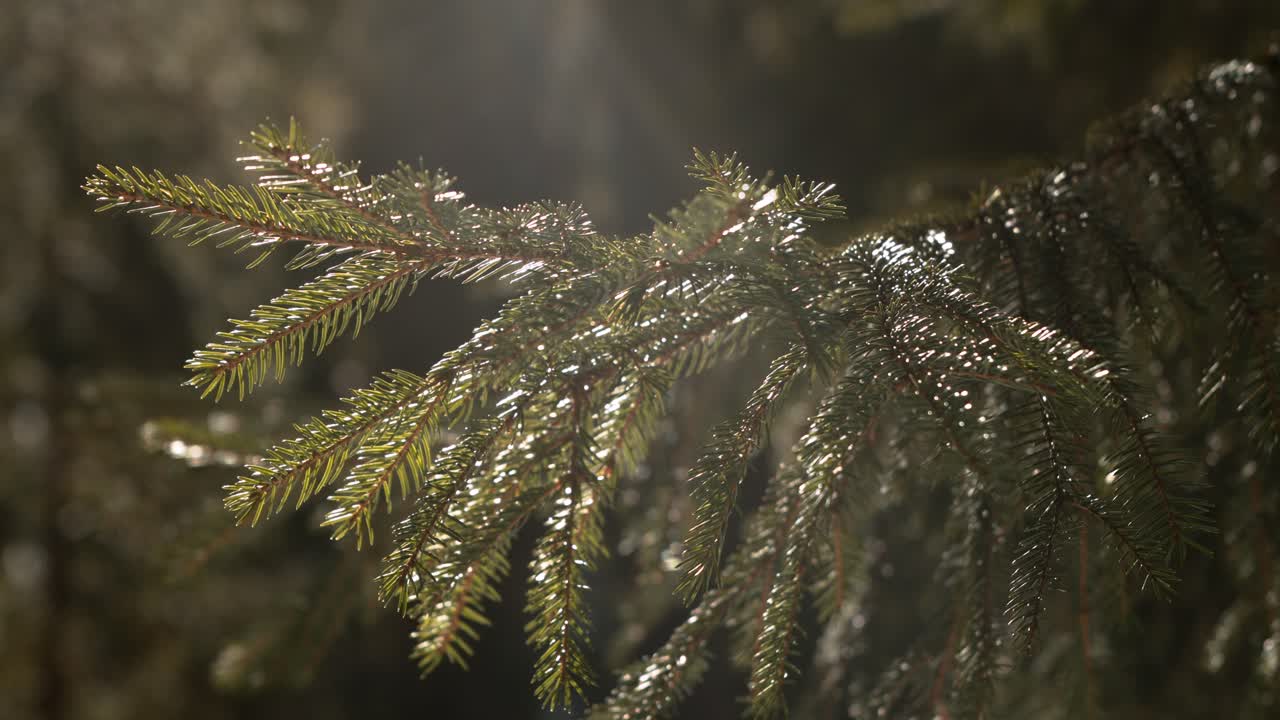 pinetree close-up in hazy mountain in a windy and sunny day blur bokeh woods forest in the background, perfect sun shines and sunflare into lens flare. cinematic scenic shot.