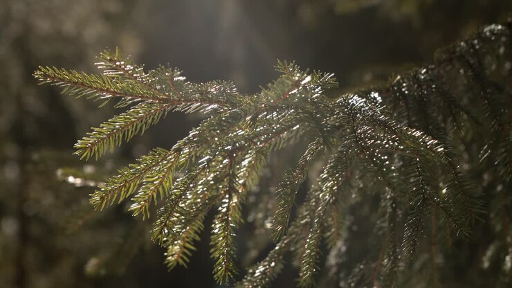pinetree close-up in hazy mountain in a windy and sunny day blur bokeh woods forest in the background, perfect sun shines and sunflare into lens flare. cinematic scenic shot.