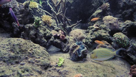 striped surgeonfish, sea goldie and purple firefish swimming around the clam and coral reefs in the aquarium