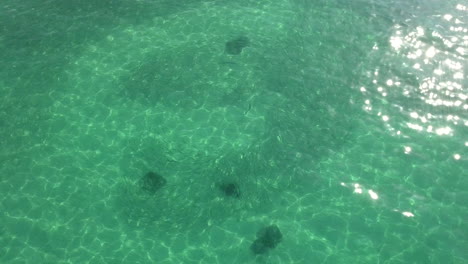 Drone-footage-of-fish-moving-through-bait-in-beautiful-clear-green-emerald-waters