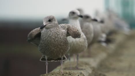 gray seagull landing in front of line of gulls looking towards camera - static