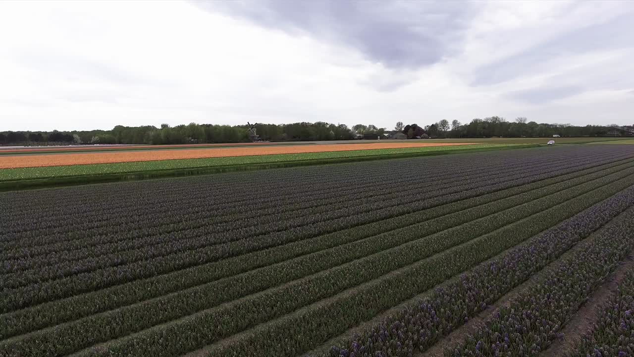 A low drone shot flying forward, above colorful tulip fields in the Netherlands