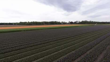 A-low-drone-shot-flying-forward,-above-colorful-tulip-fields-in-the-Netherlands