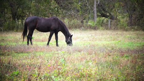 El-Caballo-Negro-Pasta-En-Una-Toma-Viñetada