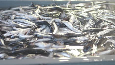 fresh anchovies at the fish market