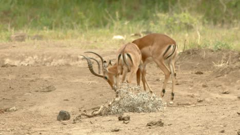 two male impala fighting and headbutting in tsavo national park, kenya