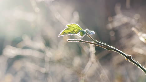 close-up of lone green frosty leaf on thin branch in sun, slow pan