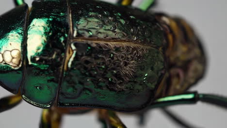 extreme macro close-up of an iridescent green and brown insect exoskeleton