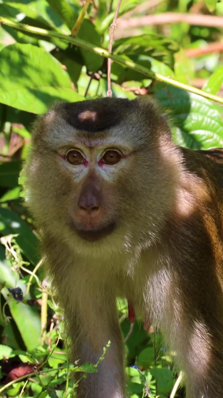 Southern pig-tailed macaque stands alert in lush, sunlit jungle, camera slowly zooming closer