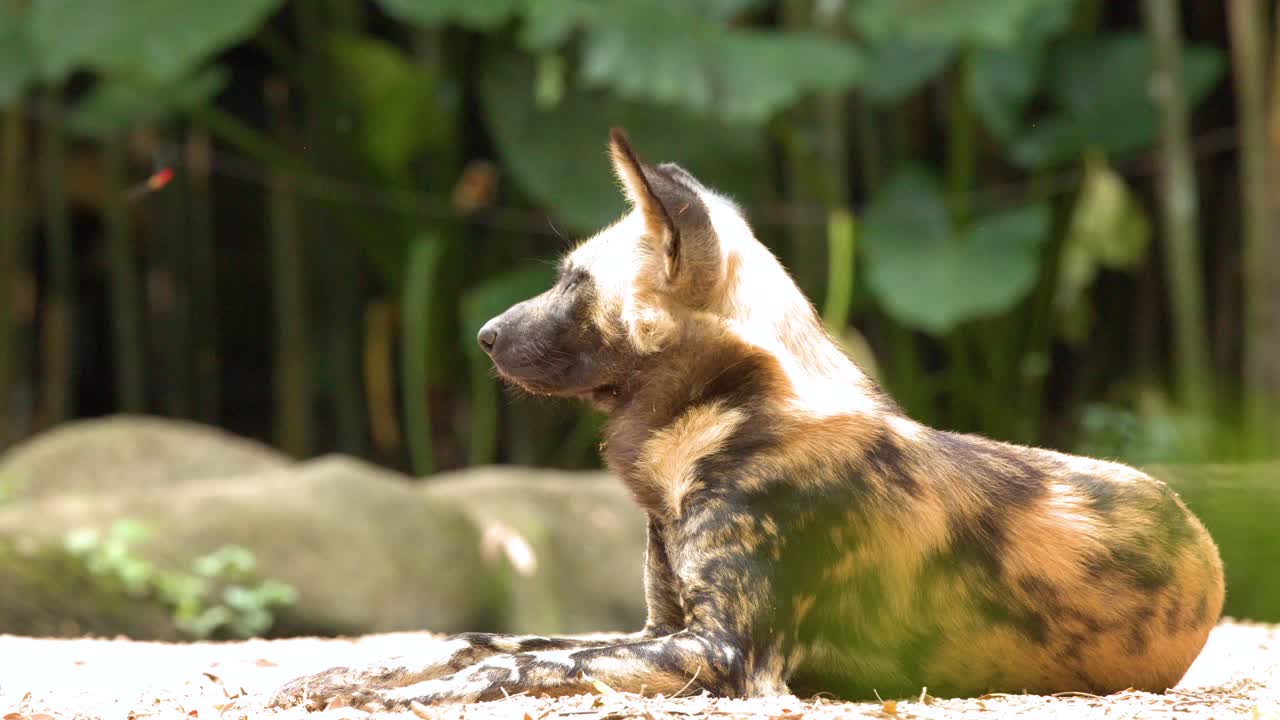 An African wild dog lies on sand, turning its head under bright natural sunlight