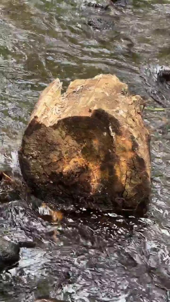 Vecchio tronco d'albero adagiato in un ruscello che scorre nella foresta