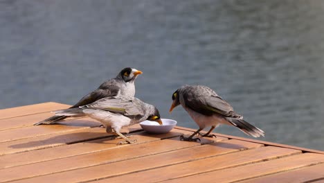 birds interact and eat together by a water body