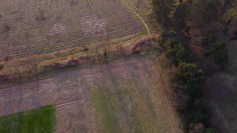 Toma-Amplia-Aérea-De-Un-Campo-Agrícola-Temprano-En-La-Mañana-En-Primavera-Con-Un-Granjero-Caminando