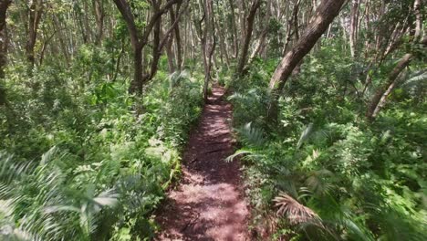 Aerial:-A-path-in-the-jungle-of-Zanzibar